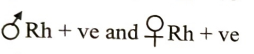 Option C