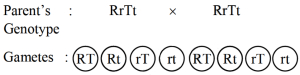 Solution diagram
