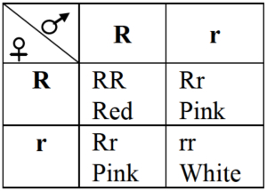 Solution diagram