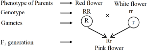 Solution diagram
