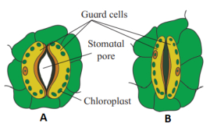 Question diagram