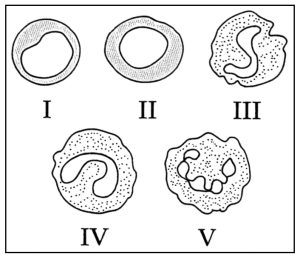 Question diagram