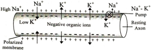 Option B