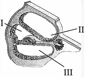 Question diagram