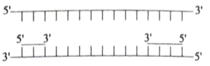 Option C