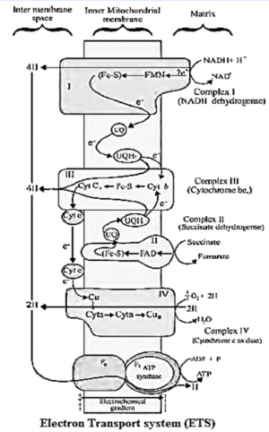 Question diagram