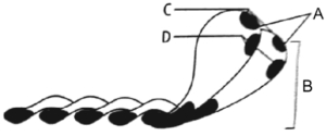 Question diagram