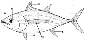Question diagram