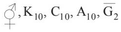 Option C