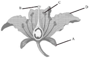 Question diagram