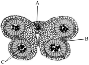 Question diagram