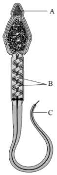 Question diagram