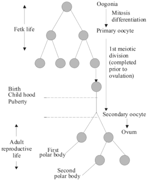 Solution diagram