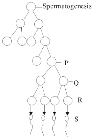 Question diagram