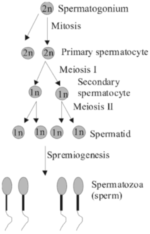 Solution diagram