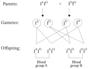Solution diagram