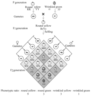 Solution diagram