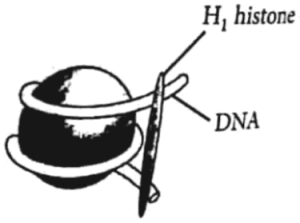 Question diagram