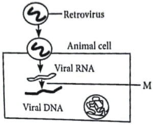 Question diagram