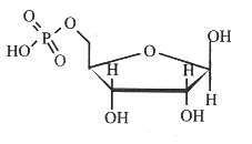 Option B