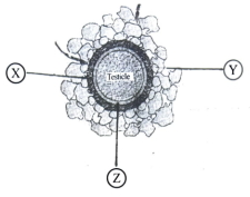 Question diagram
