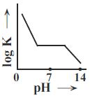 Option C