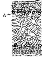 Question diagram