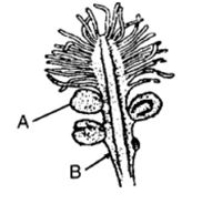 Question diagram