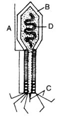 Question diagram