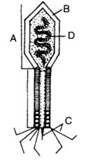Question diagram