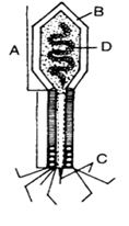 Question diagram