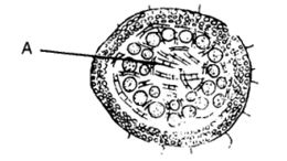 Question diagram