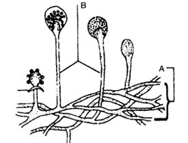 Question diagram