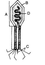 Question diagram