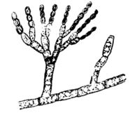 Question diagram