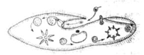 Question diagram