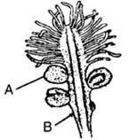 Question diagram