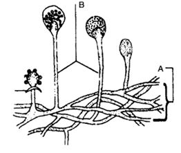 Question diagram