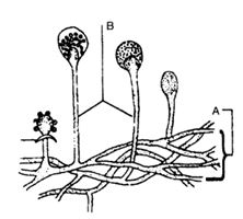 Question diagram