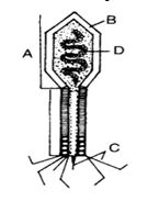 Question diagram