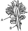 Question diagram