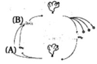 Question diagram