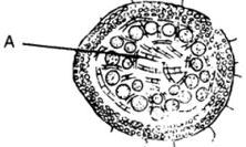 Question diagram
