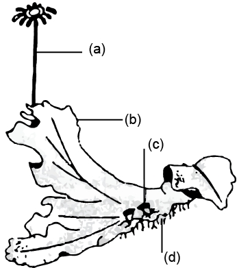 Question diagram