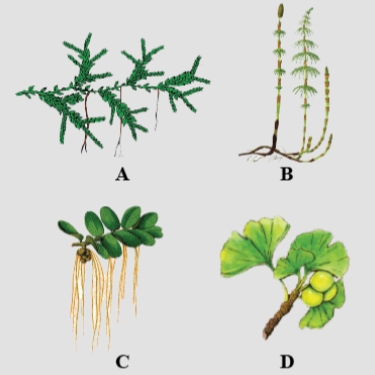 Question diagram