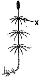 Question diagram