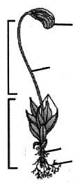 Question diagram