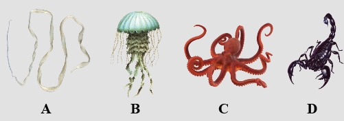Question diagram
