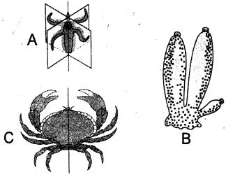 Question diagram