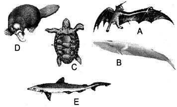 Question diagram